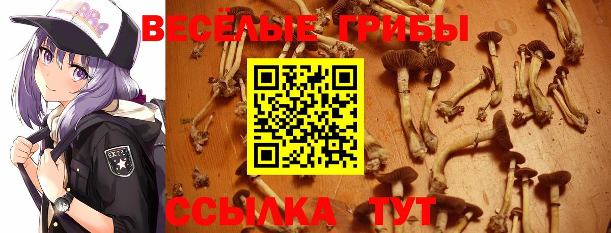 Псилоцибиновые грибы мицелий Тула
